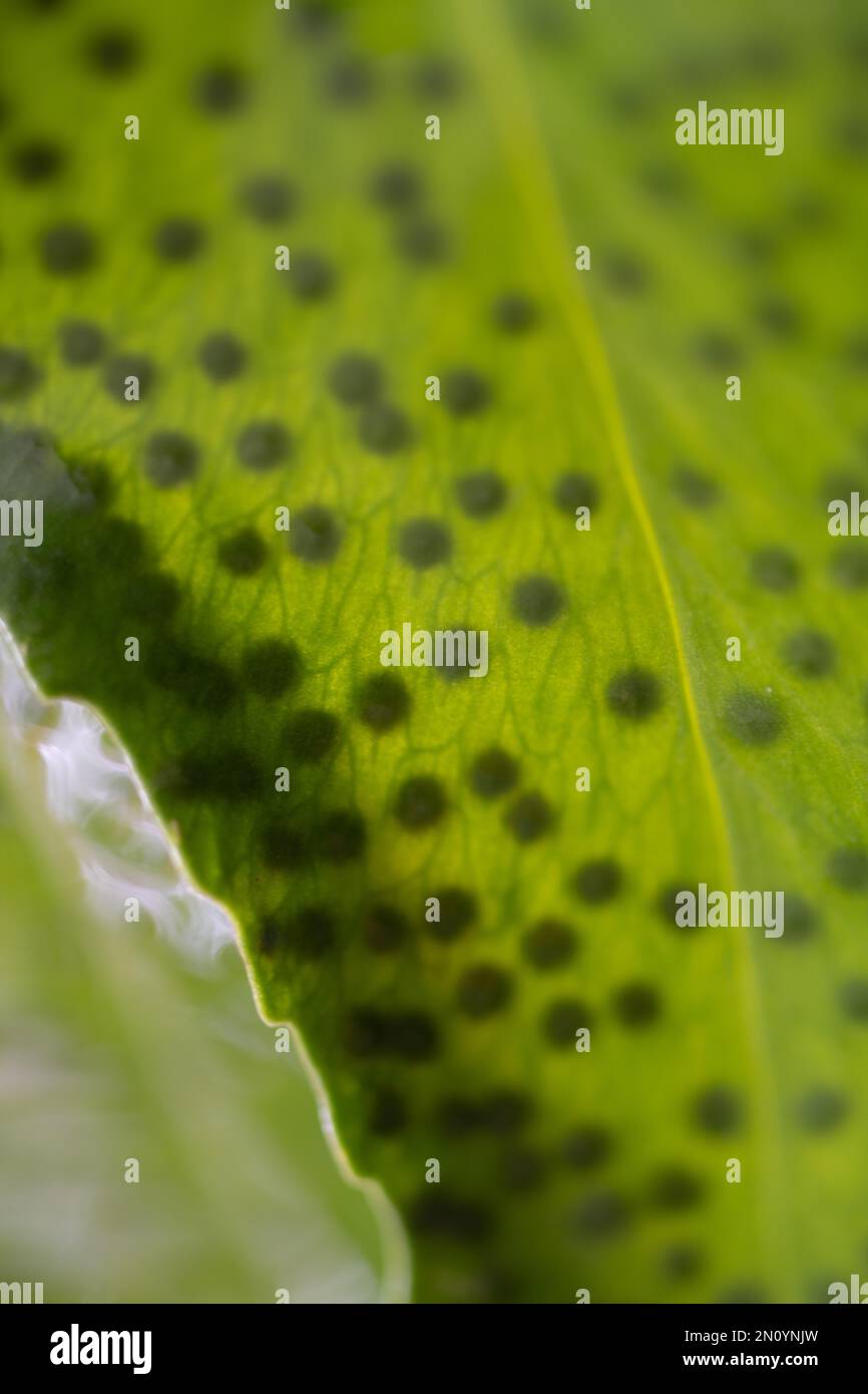 water drenched fern leaves in a macro close image are remnisent of an anphibian Stock Photo