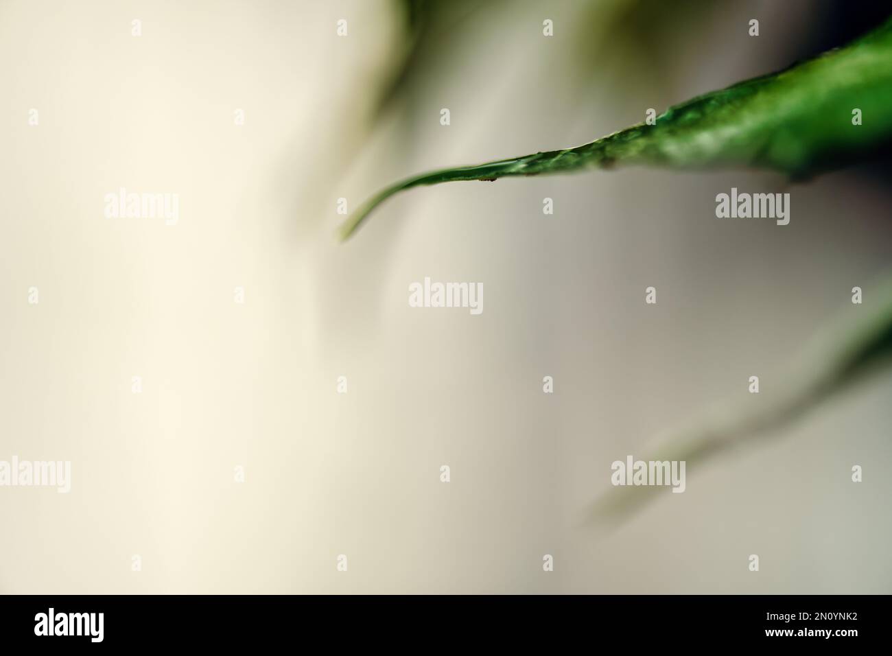 just the tips of a fern are captured with a vast amount of negitive space Stock Photo