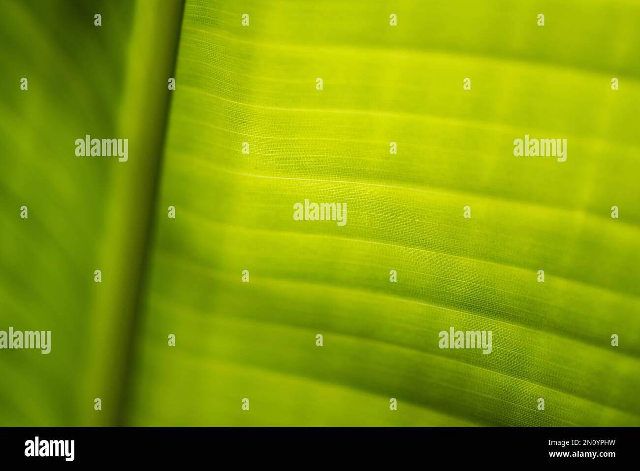 macro close limited depth of field view of a back lit bird of paradise newly opened tropical leaf Stock Photo
