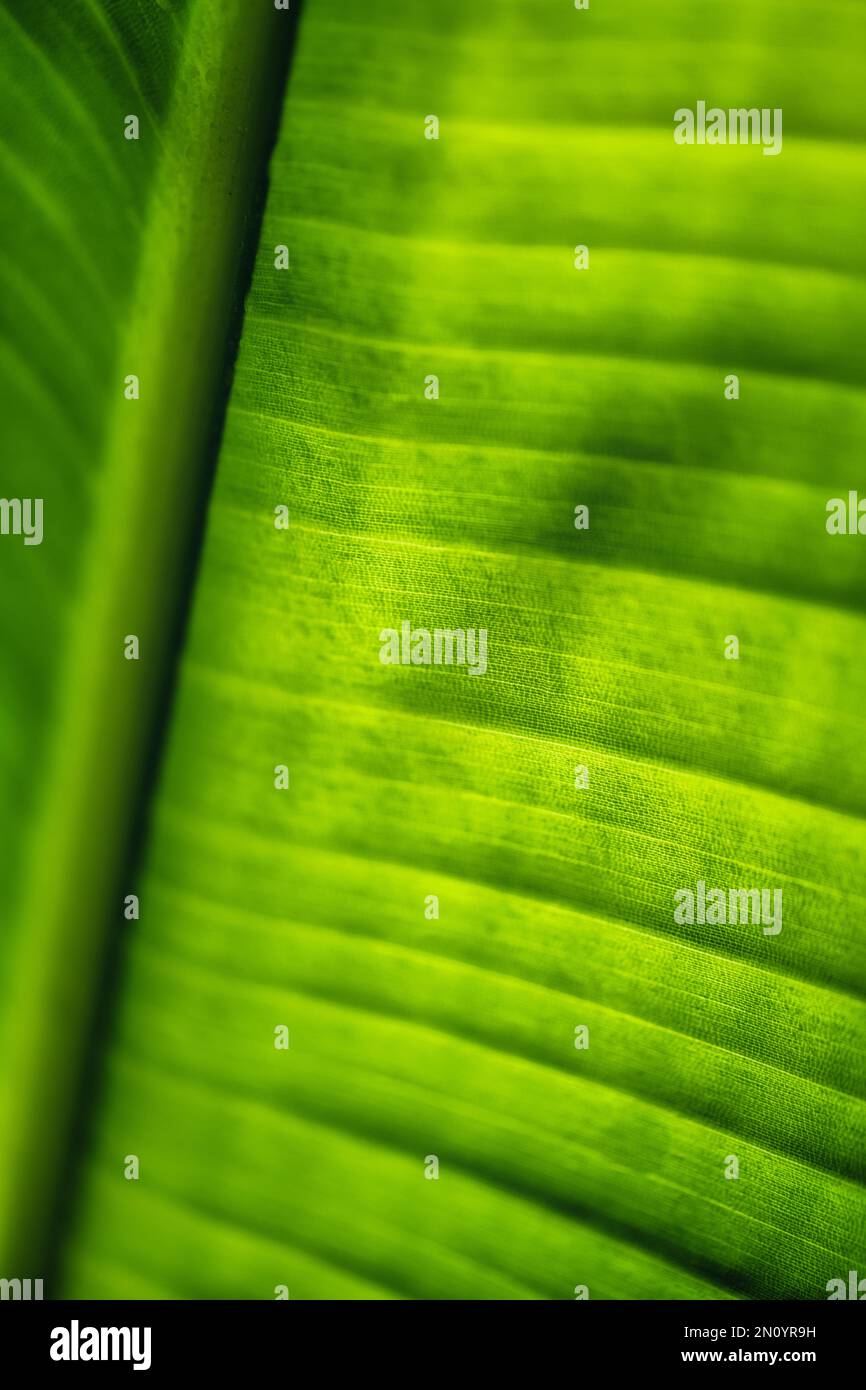 teaming with green this macro close limited depth of field view of a sunny back lit bird of paradise newly opened tropical leaf fills teh screen with Stock Photo