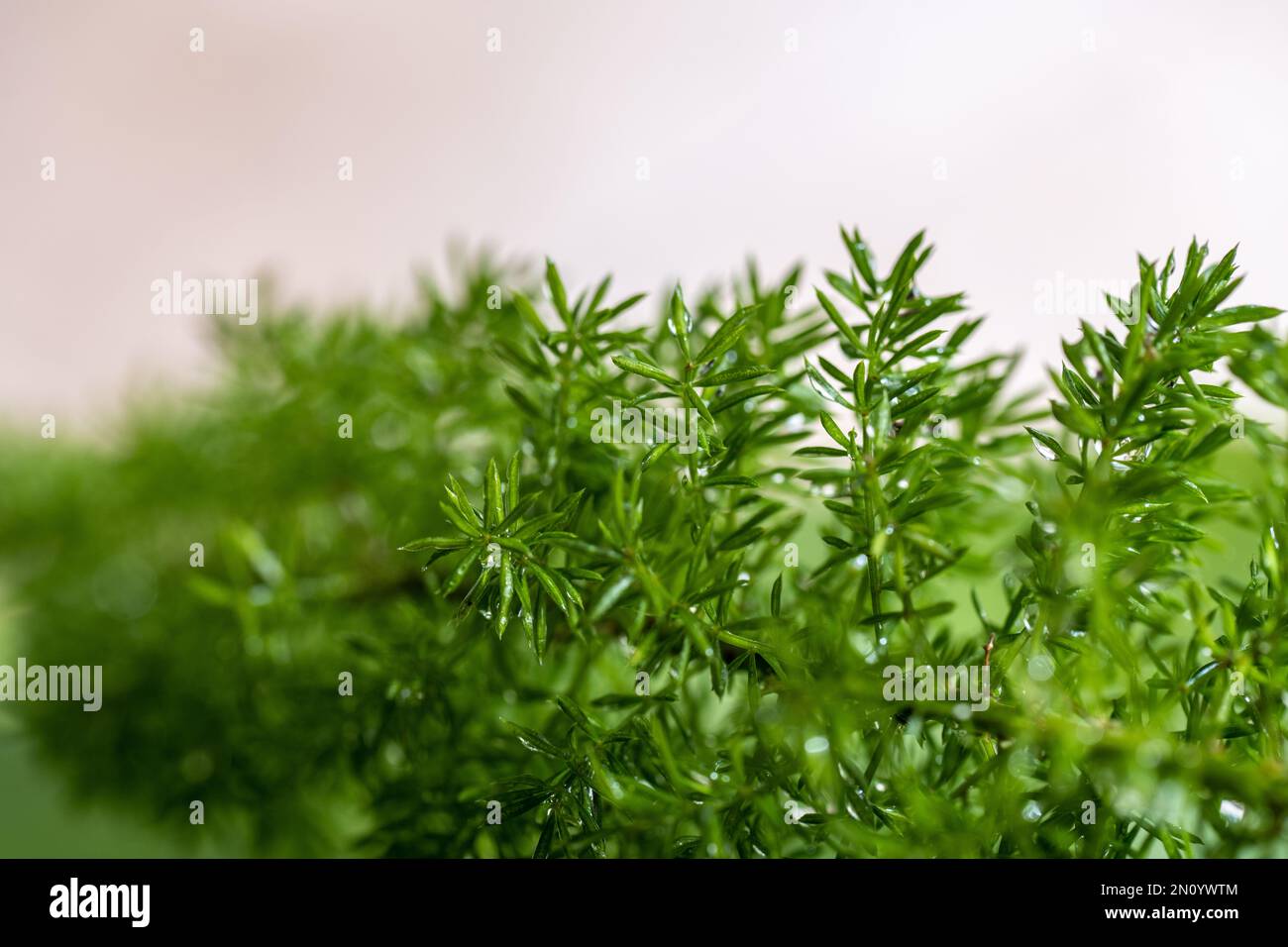 fox tail fern dripping wet with dew from teh morning fog awaits the days golden sun to dry out again Stock Photo