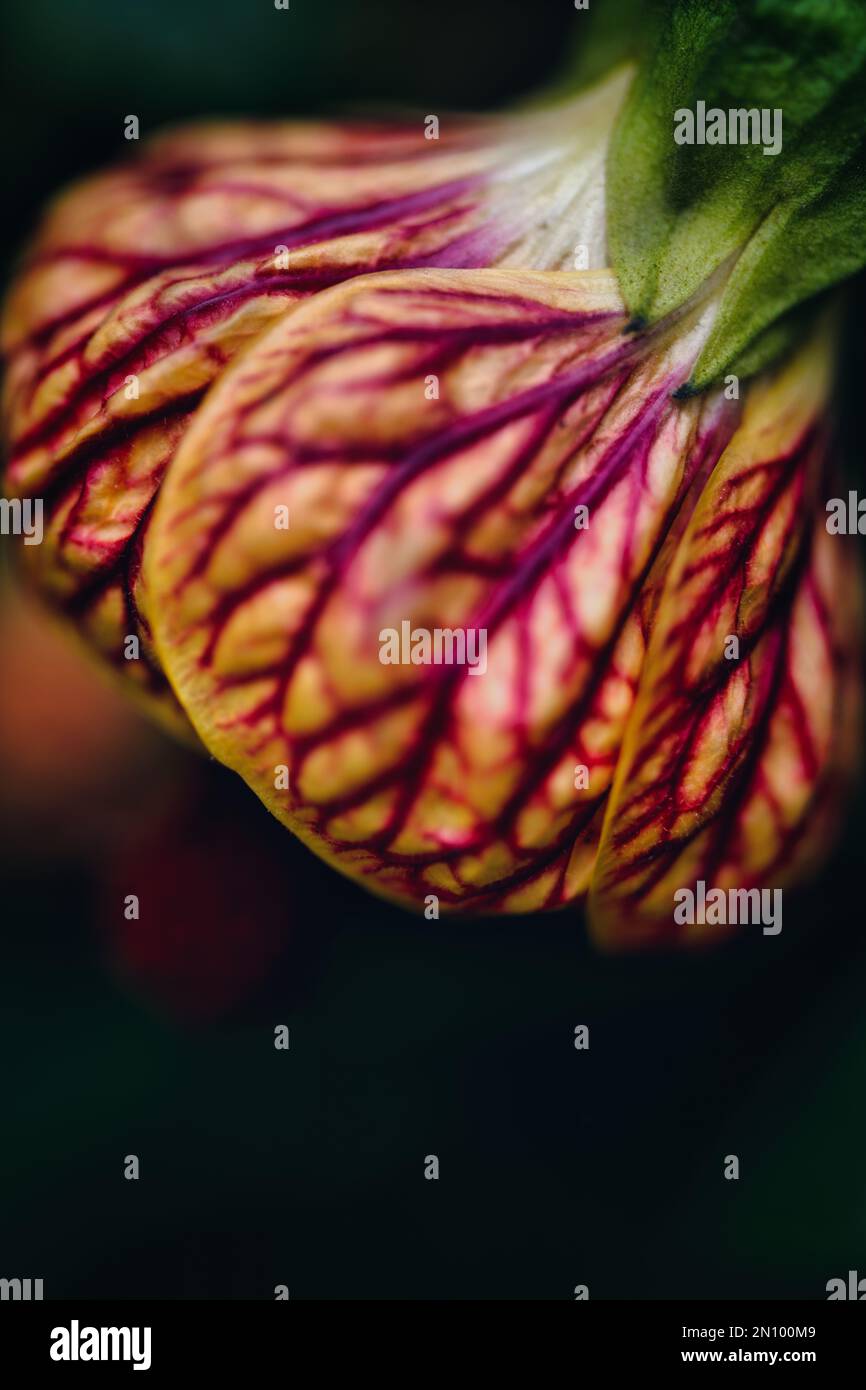 Close up of natures version of a Chinese lantern Stock Photo - Alamy