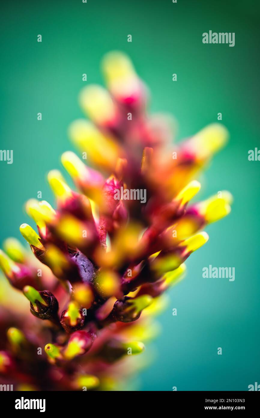 red ORANGE AND SEAFOAM green blurred facets of life as only the tiniest details remain on a spent fire spike flower Stock Photo