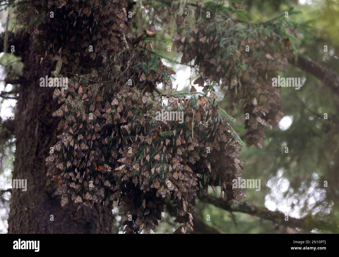 Monarch butterflies hibernate, hanging in clumps from tree branches, at the monarch butterfly