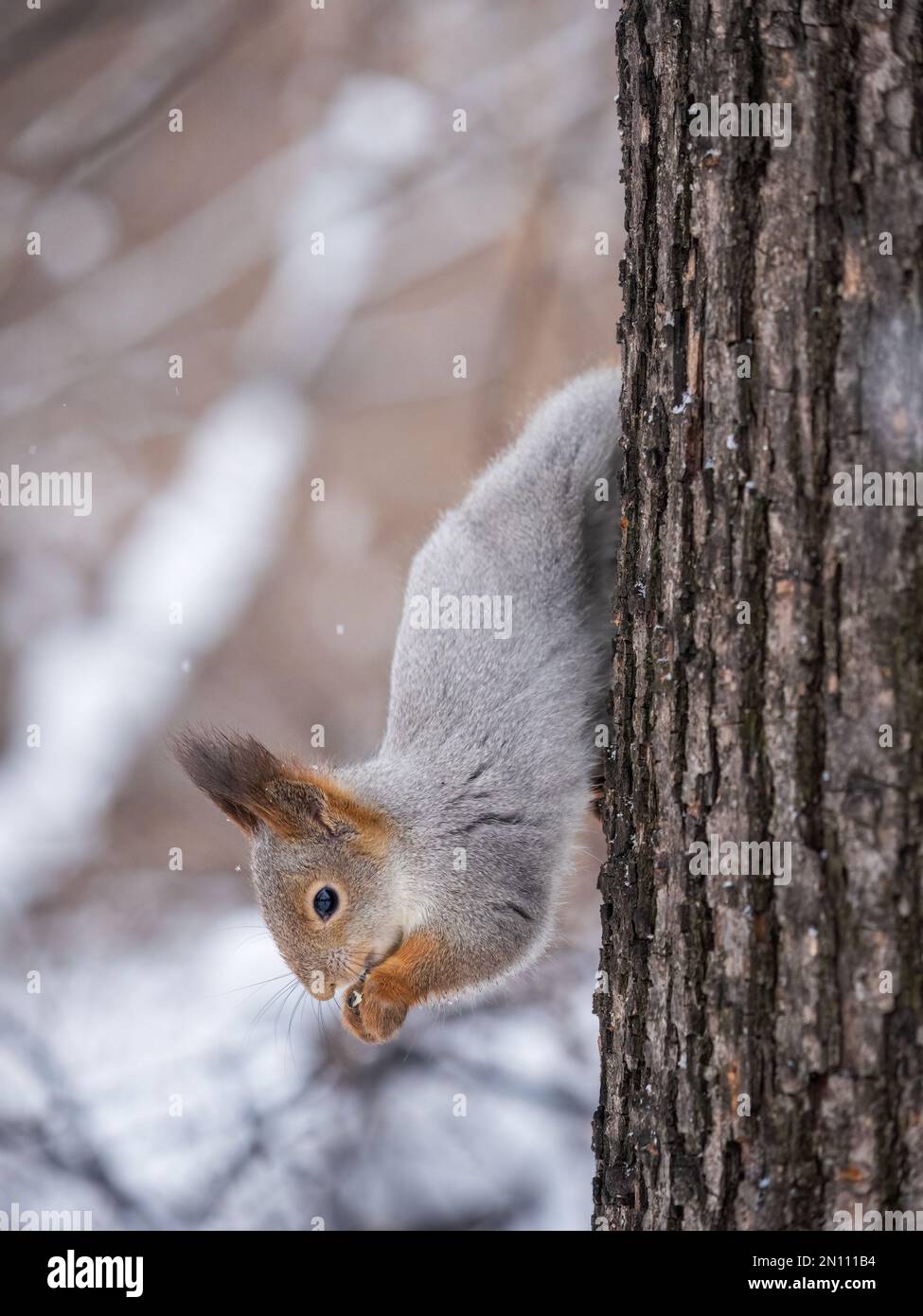 A squirrel sits upside down on a tree in winter and eats a nut. Eurasian red squirrel, Sciurus vulgaris Stock Photo
