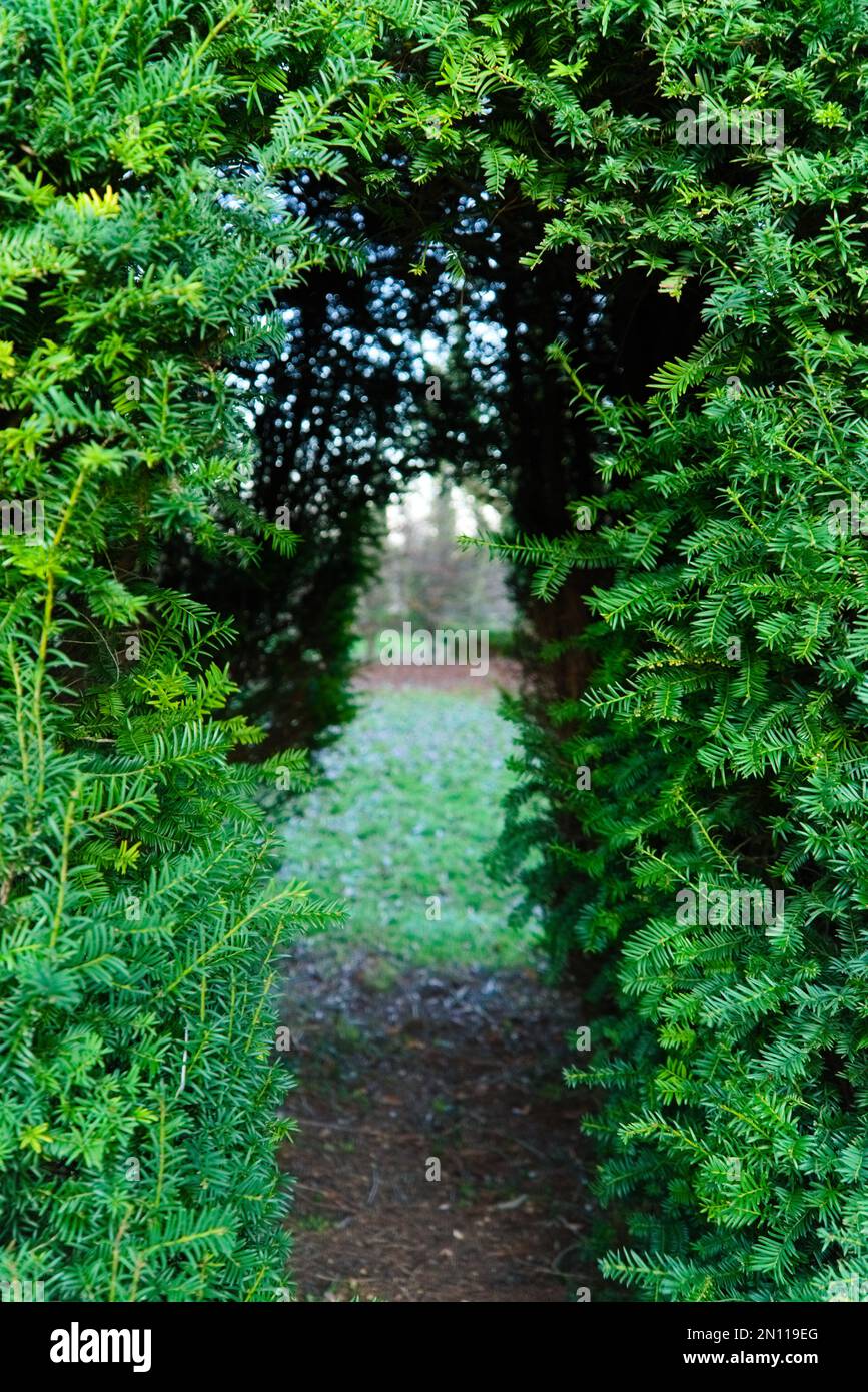 Walkway through Yew hedge with green grass in background Stock Photo