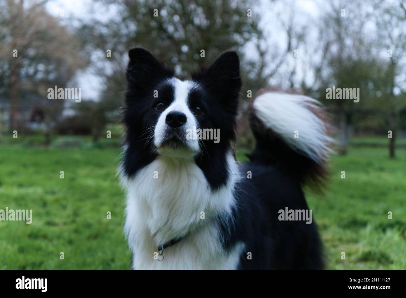 Border Collie sheep dog standing, looking straight ahead up at owner
