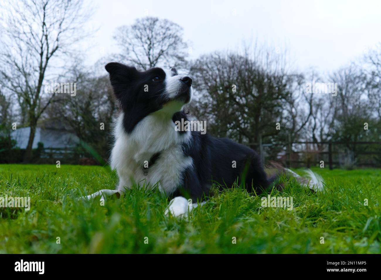 Side profile of Border Collie sheep dog lying on front looking to the right in garden Stock Photo