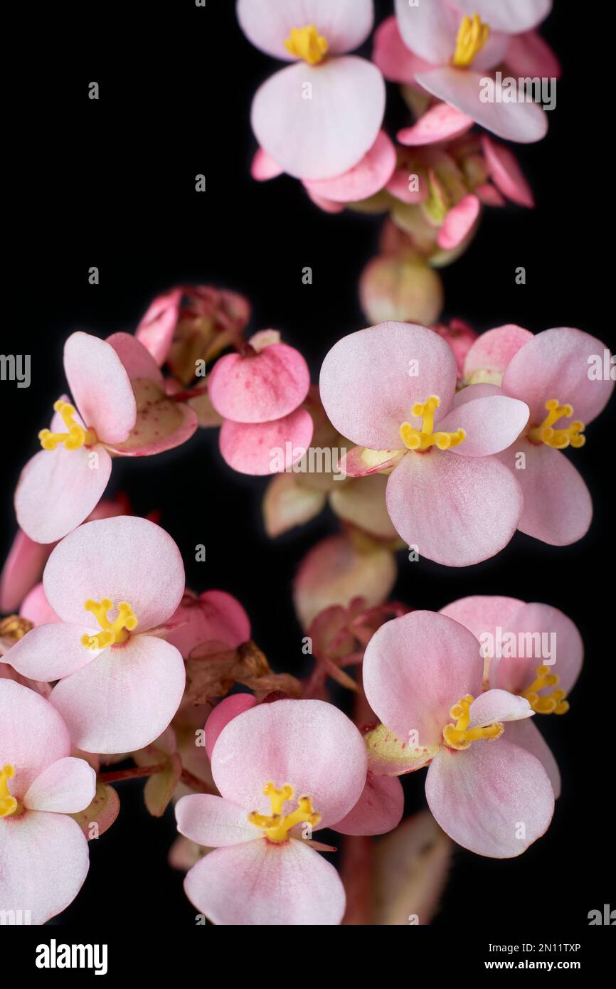 close-up of oxalis plant flower, commonly called wood sorrel or false shamrock plant, clover like leaves and white dainty flowering plant isolated Stock Photo