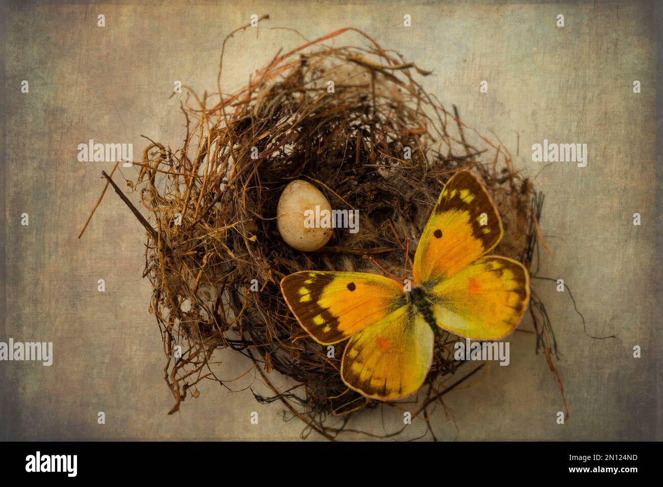 Butterfly On Birds Nest Stock Photo