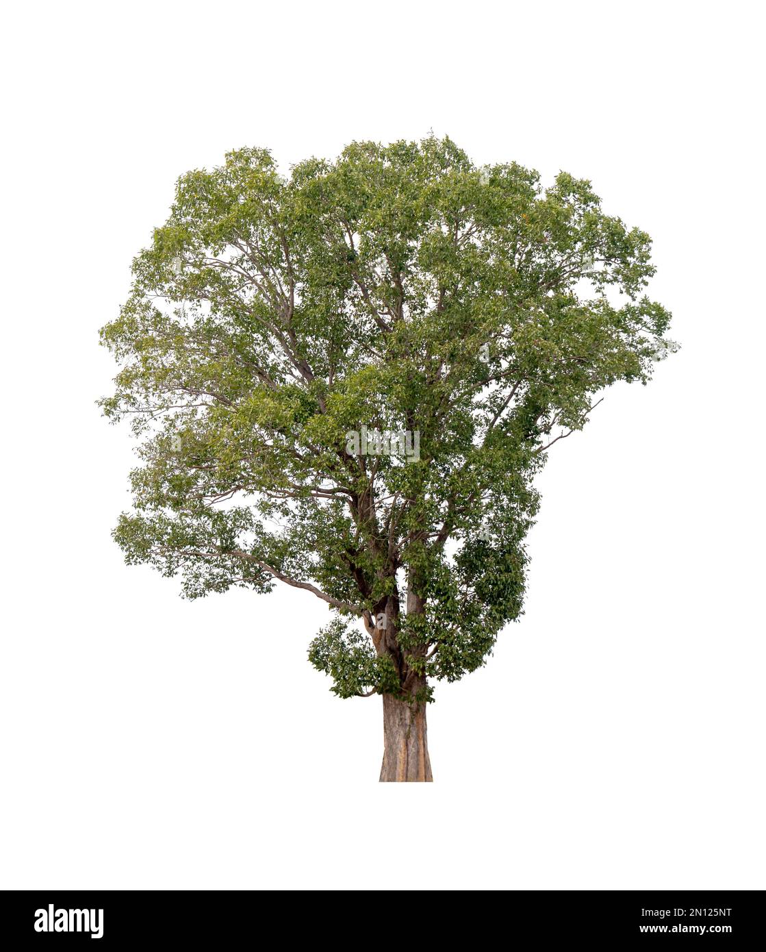 Lone single one oak tree Cut Out Stock Images & Pictures - Alamy