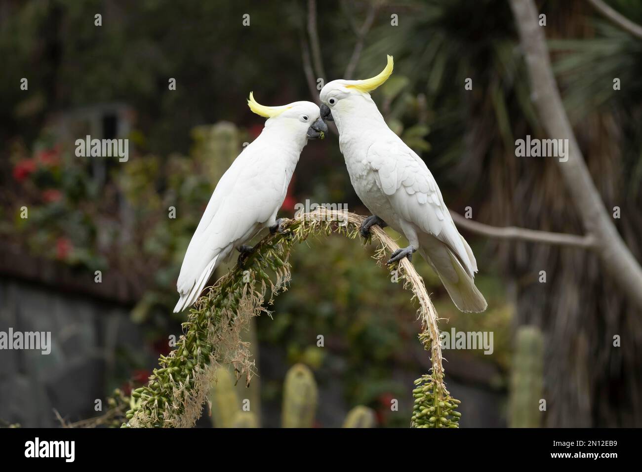 Sulphurcrested cockatoo (Cacatua galerita) two adult birds in a tree