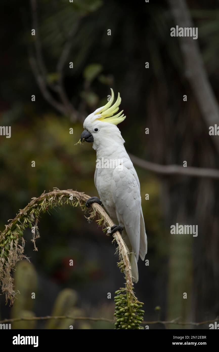 Sulphurcrested cockatoo (Cacatua galerita) adult bird feeding in a