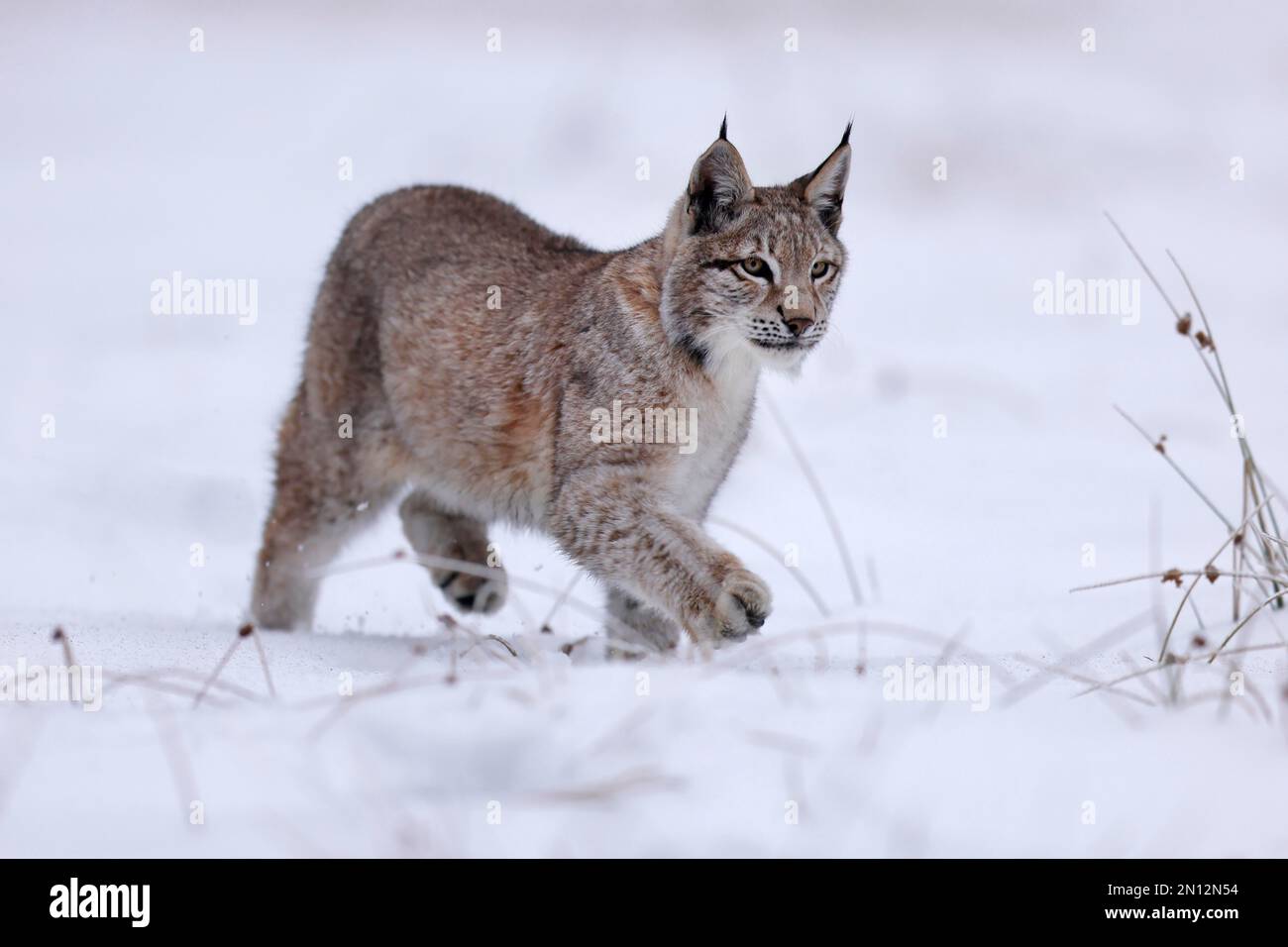 Eurasian lynx (Lynx lynx) sneaking up on a snowy meadow, Czech Republic ...
