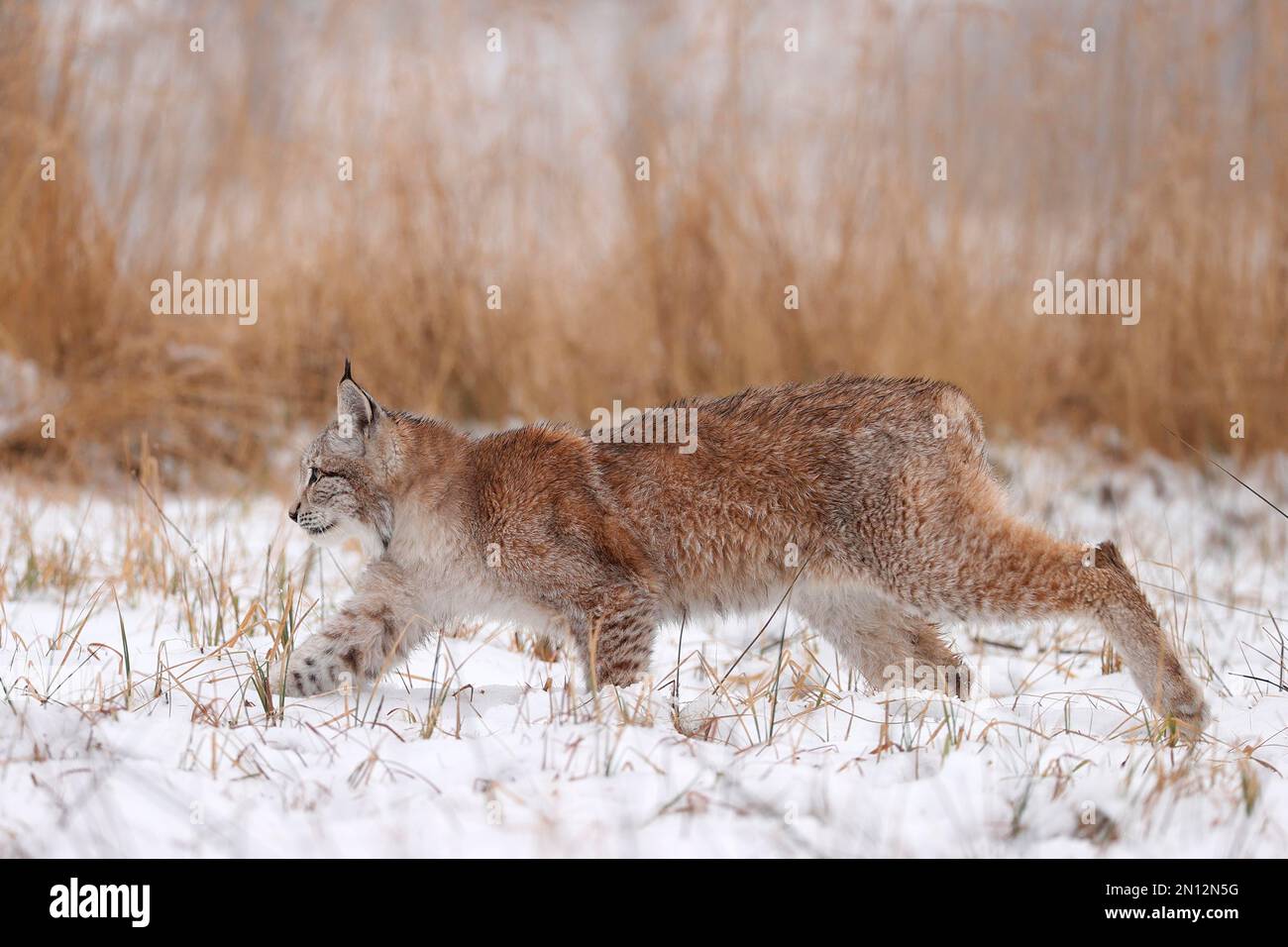 Eurasian lynx Lynx lynx creeping among grasses in winter Czech Biology Diagrams