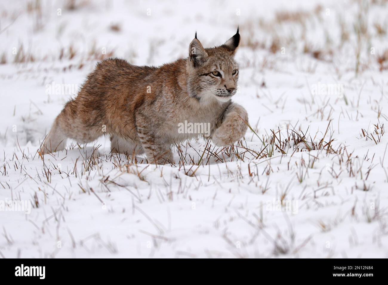 Eurasian lynx (Lynx lynx) sneaking up on a snowy meadow, Czech Republic ...