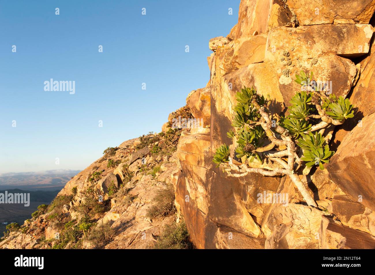 Balsam spurge (Euphorbia balsamifera), morning sun on the rock, sacred mountain, Montaña Sagrada de Tindaya near La Oliva, Fuerteventura, Canary Islan Stock Photo