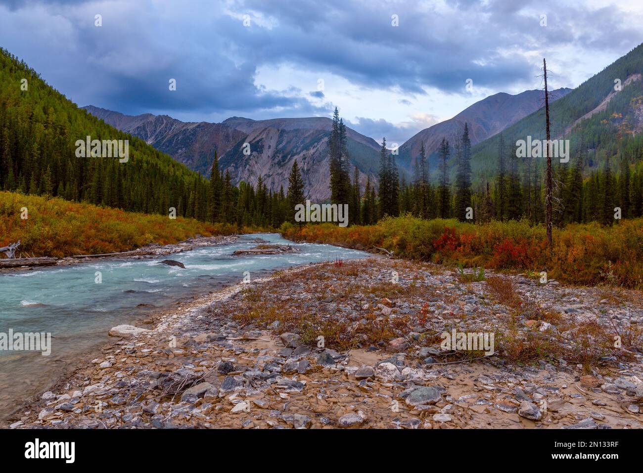 The drying bed of the alpine river Shavla in autumn with stones against the background of a rainy sky and mountains with a spruce forest in Altai. Stock Photo