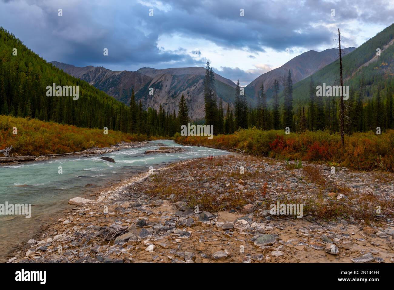 The drying bed of the alpine river Shavla in autumn against the backdrop of a rainy sky and mountains with a spruce forest in Altai. Stock Photo