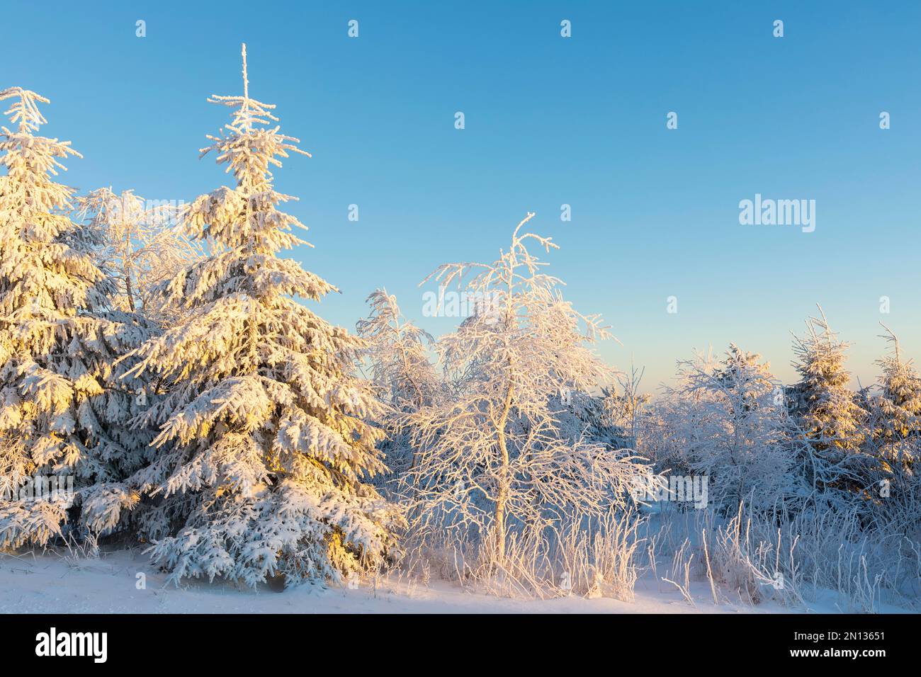 Snow-covered trees on the Fichtelberg in the last evening light, Erzgebirge, Saxony, Germany, Europe Stock Photo