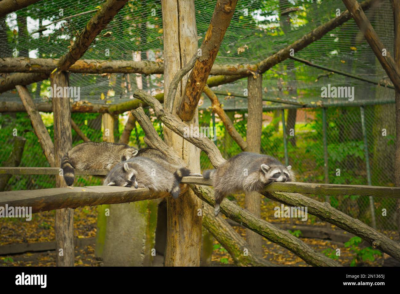 Three raccoons hi-res stock photography and images - Alamy