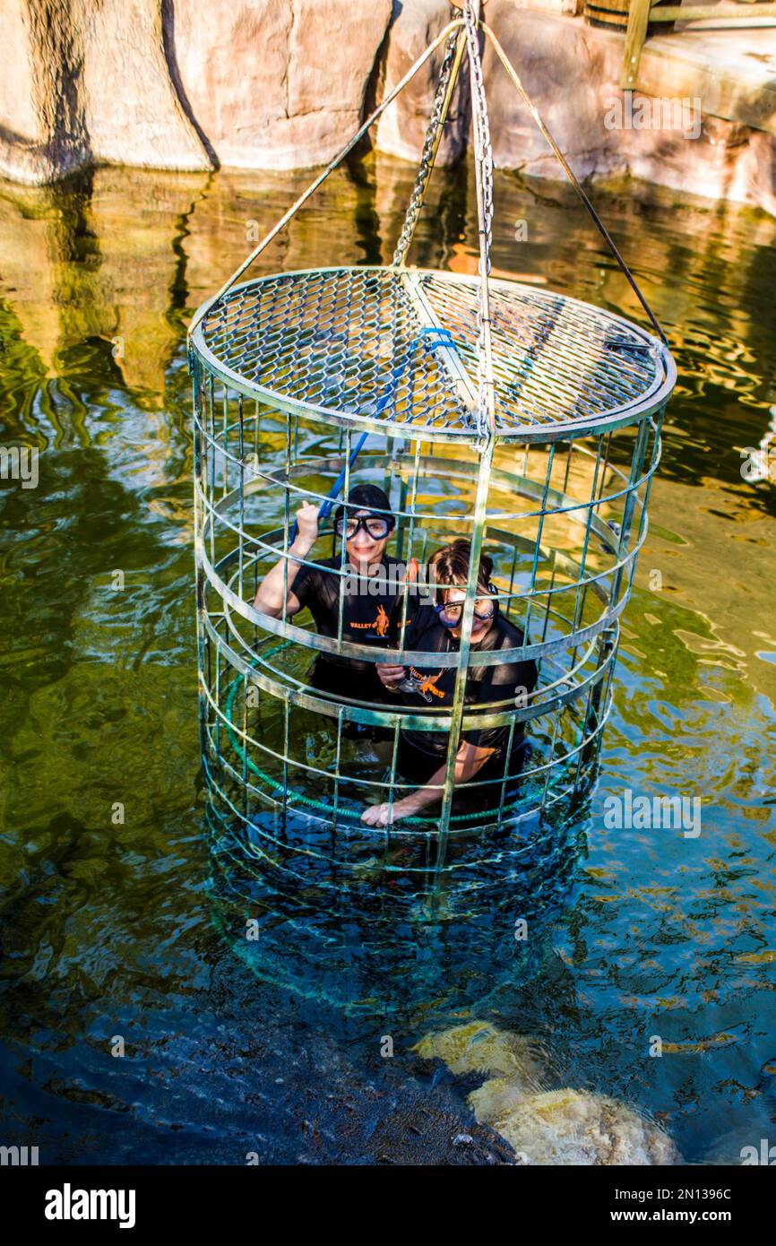 Diving with crocodiles in a steel cage, Cango Wildlife Ranch