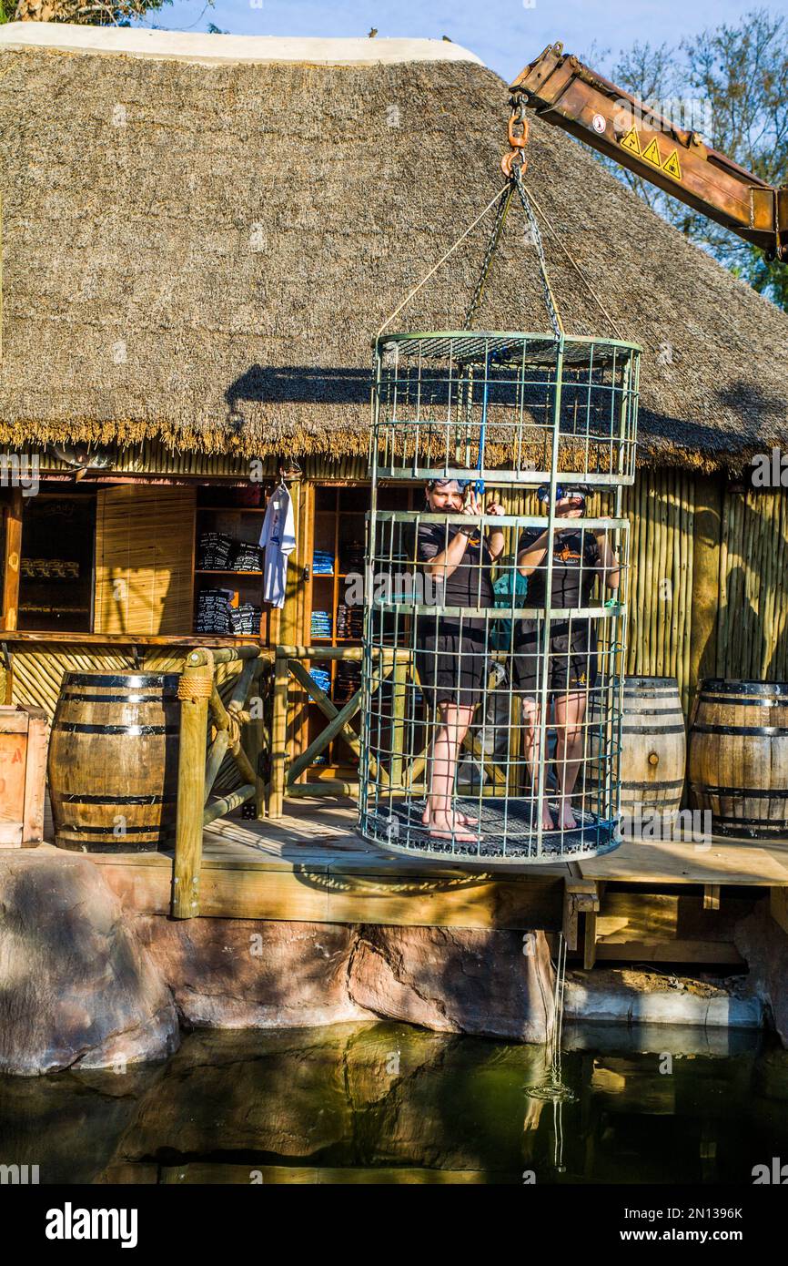 Diving with crocodiles in a steel cage, Cango Wildlife Ranch ...
