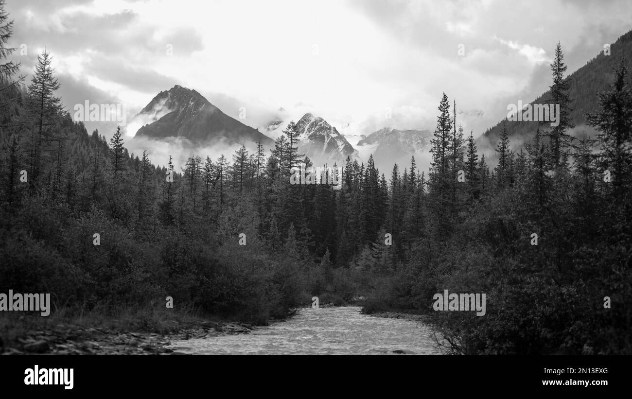 Black and white photo of morning mist over fir forests in the mountains and a river envelops the top of a cliff with glaciers and snow in the clouds i Stock Photo