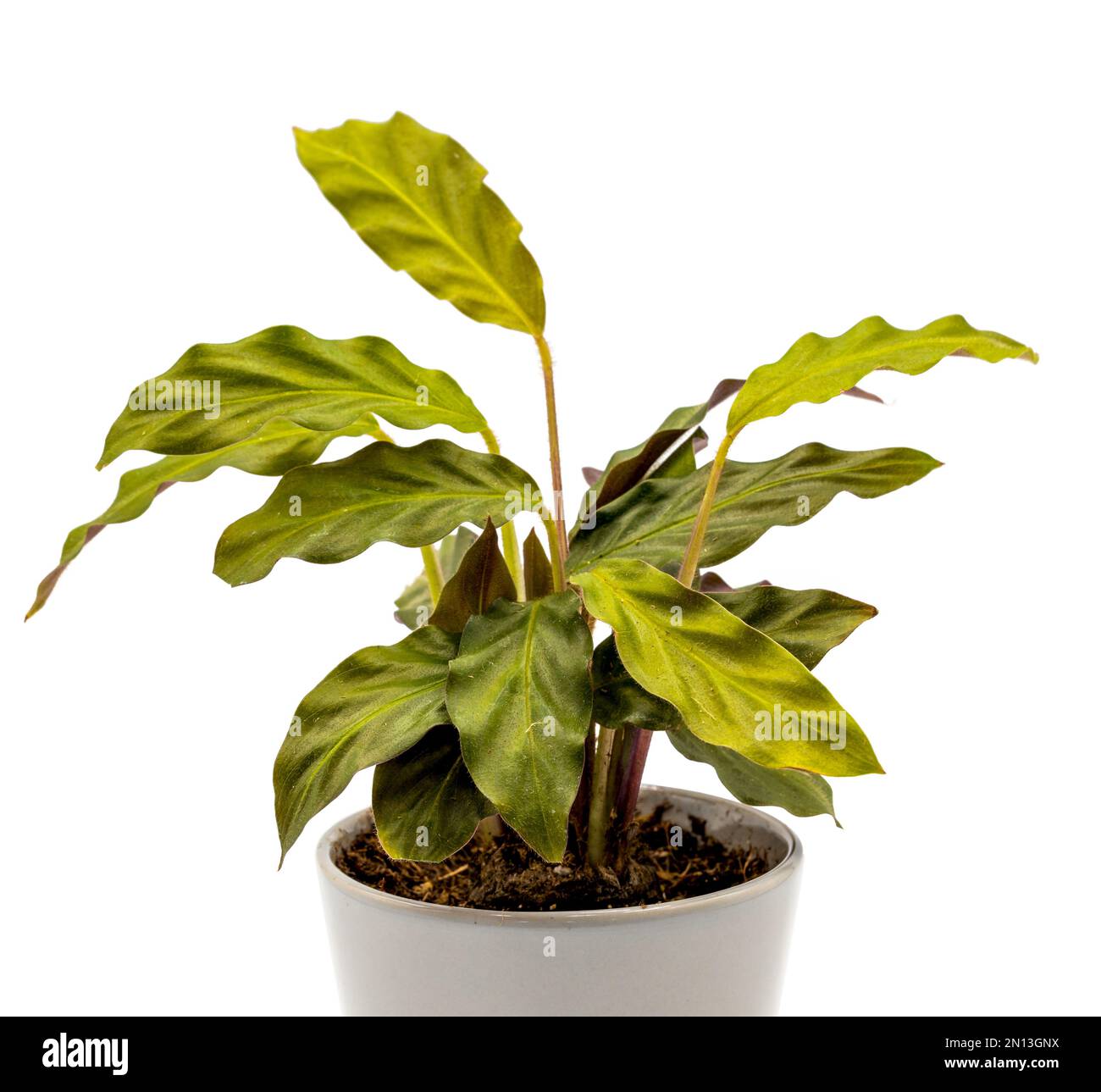 Calathea Leaves Turning Yellow Reasons And How To Fix, 56% OFF