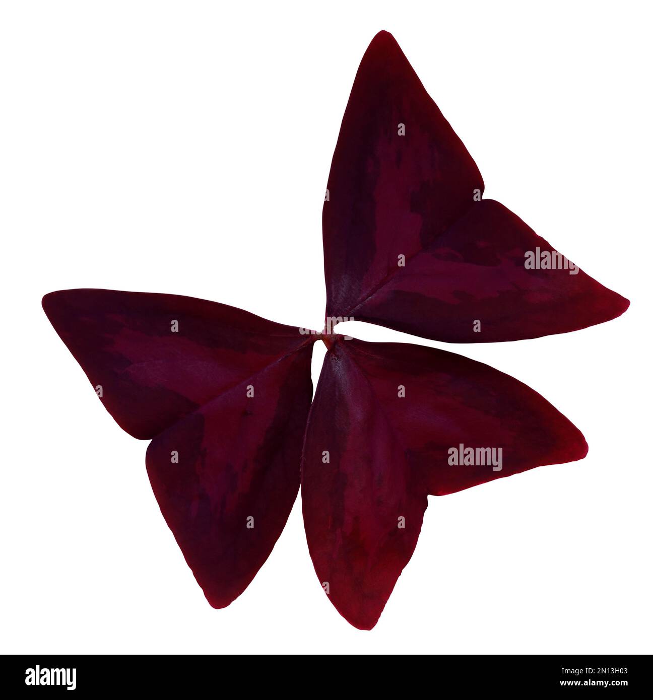 Oxalis triangularis Mijke - Purple Butterfly Plant isolated on white