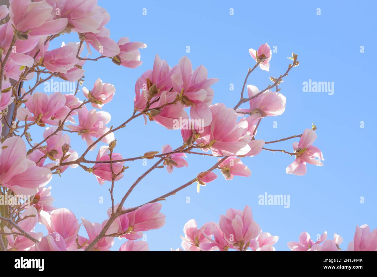 Branches of blooming pink magnolia against the blue sky Stock Photo - Alamy