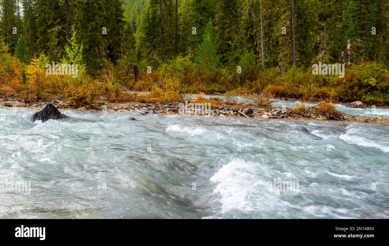 A stormy alpine river with waves against a stone bank and a mountain with a spruce forest after a rain in the morning. Stock Photo