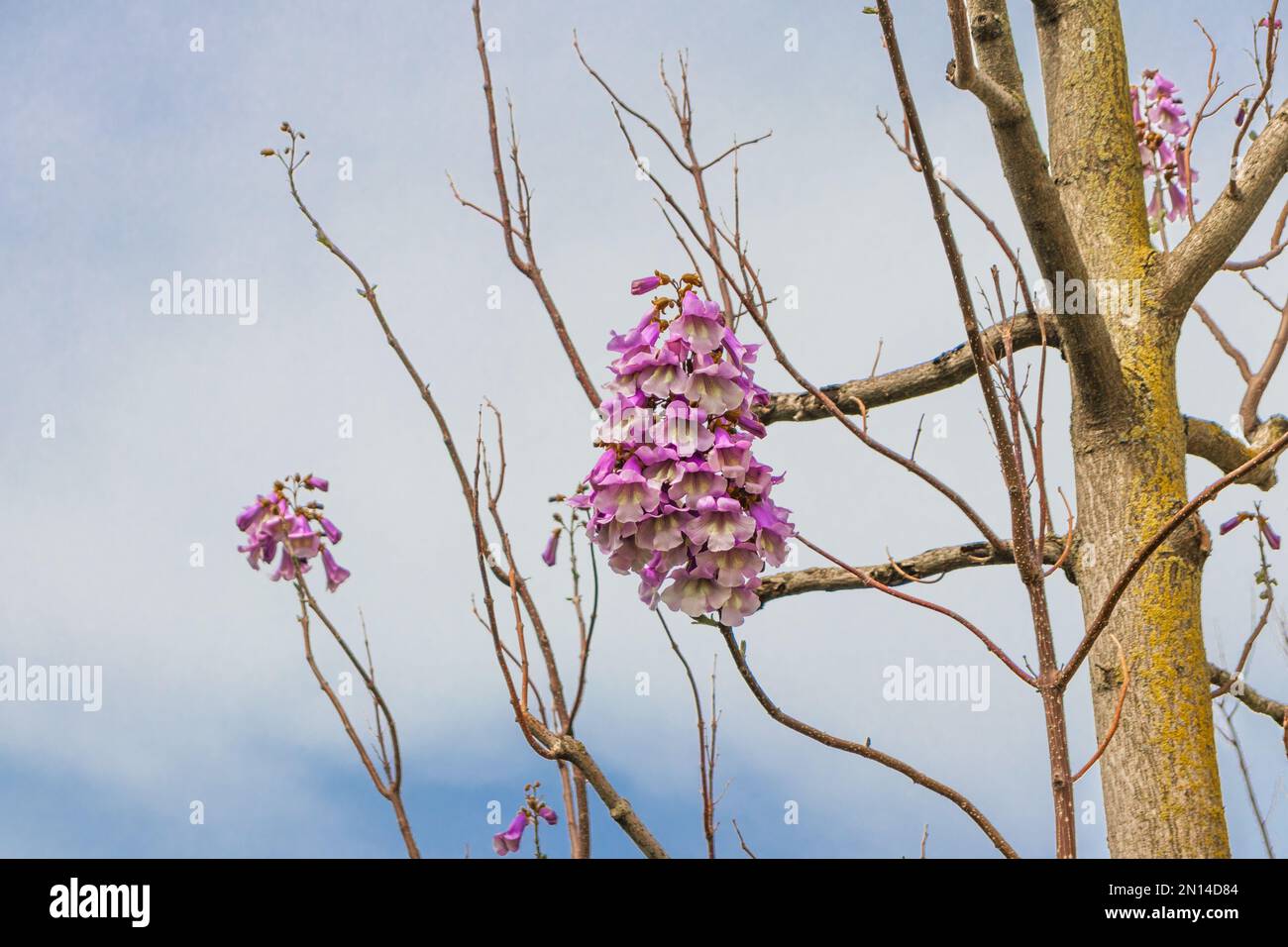 Flowers of the bluebell tree Paulownia tomentosa. Stock Photo