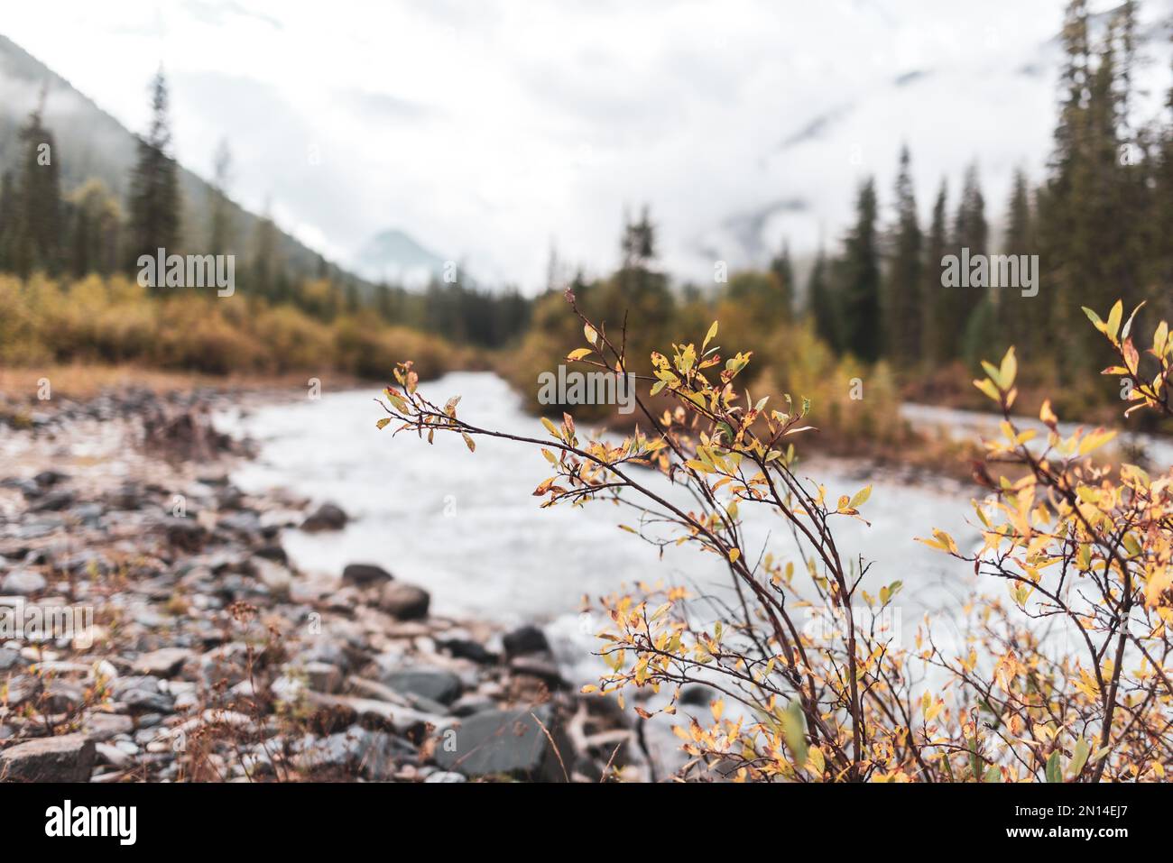 Autumn bushes on the stones near the alpine river Shavla against the backdrop of the shore with a spruce forest and fog in the morning. Stock Photo