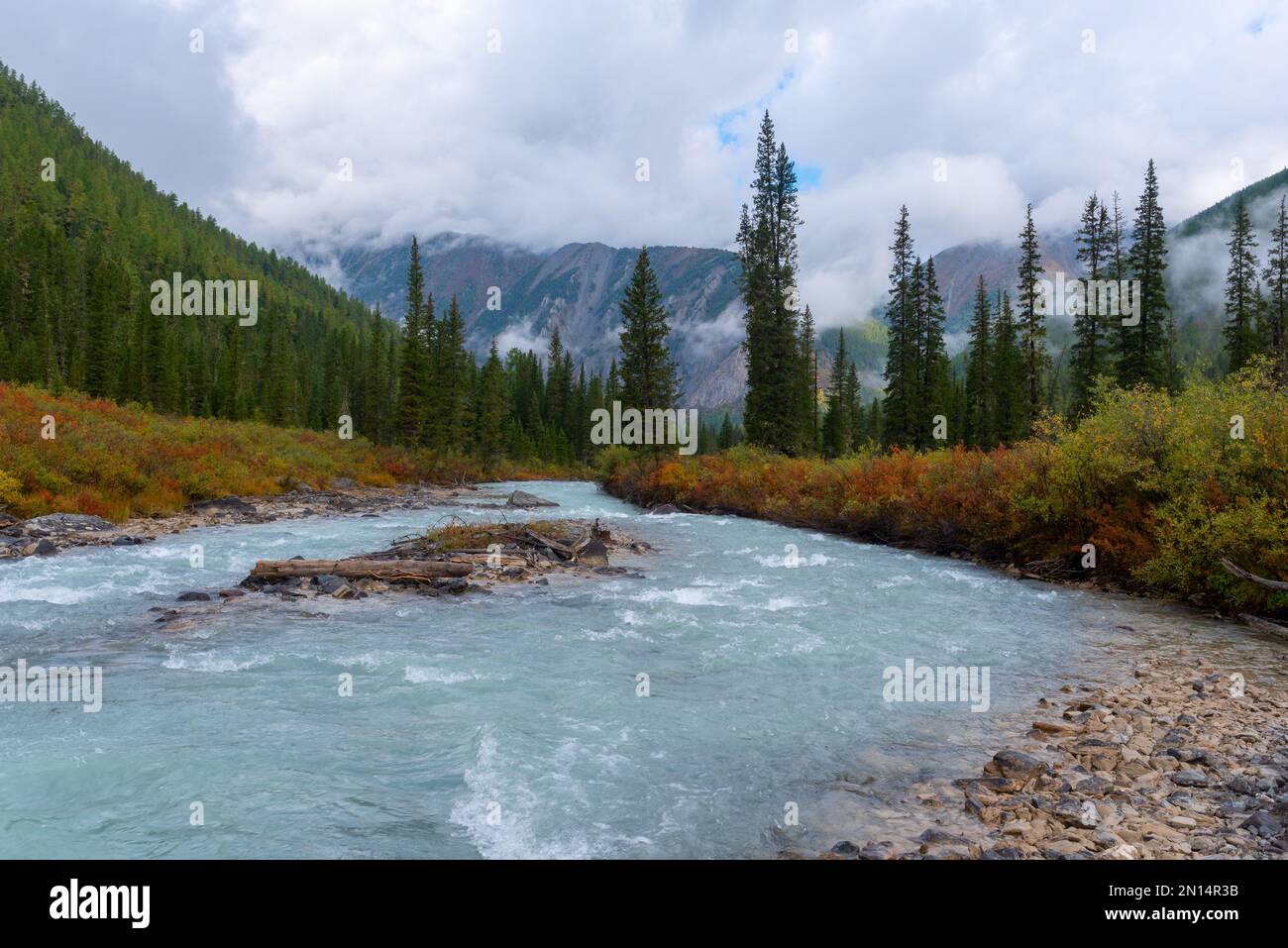 The alpine river Shavla with a small stone island in the middle flows in the mountains with spruce forest and fog after rain. Stock Photo