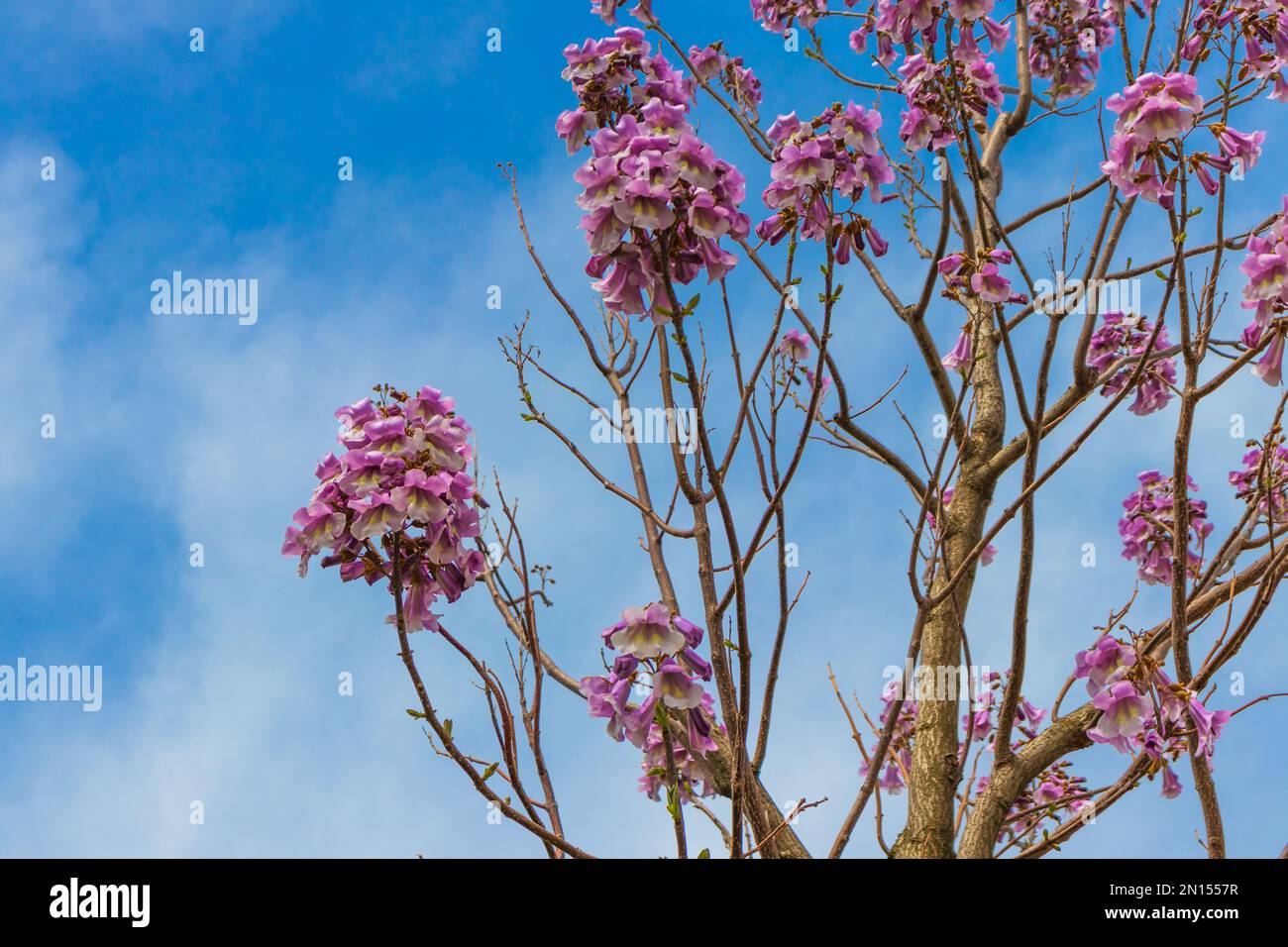 Flowers of the bluebell tree Paulownia tomentosa. Stock Photo