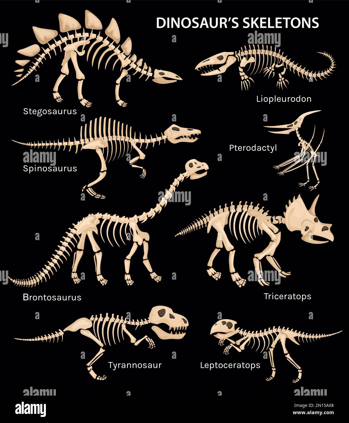 Dinosaur Bones Background Dinosaur Bones Background