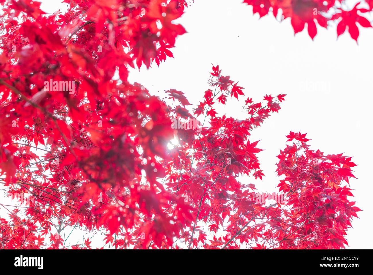 Australian maple. Maple leaves close-up Stock Photo