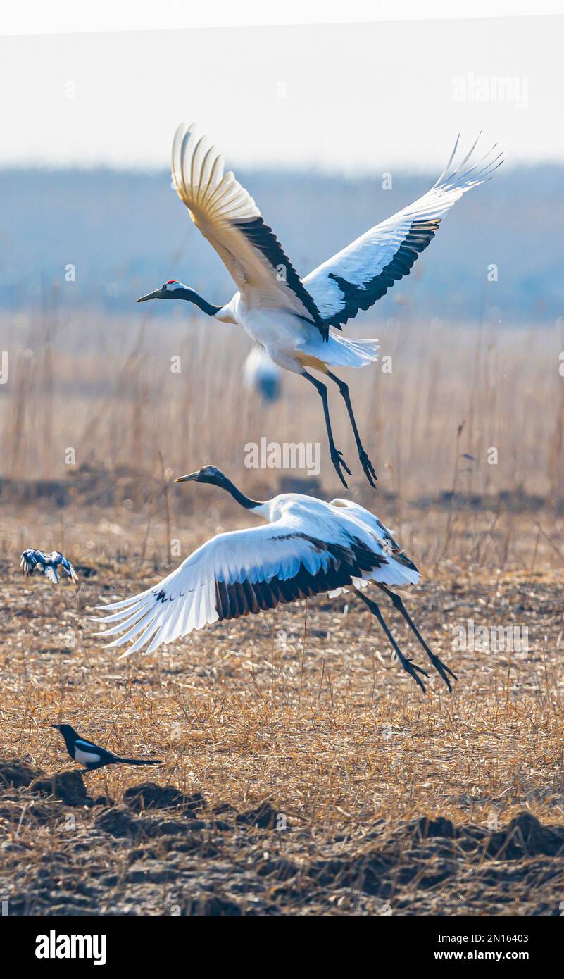 Red crowned crane china wetland hi-res stock photography and images - Alamy