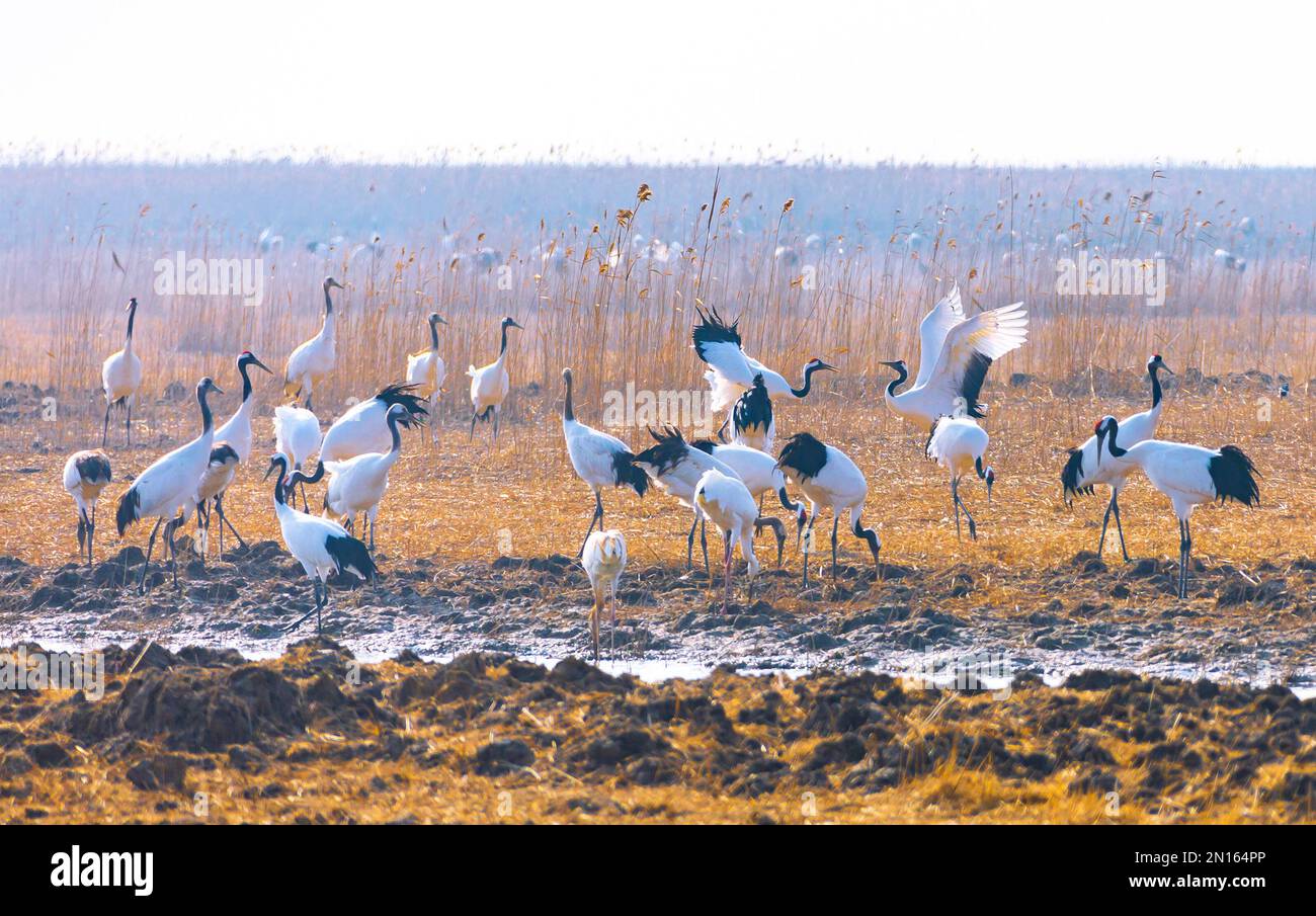 Red crowned crane china wetland hi-res stock photography and images - Alamy