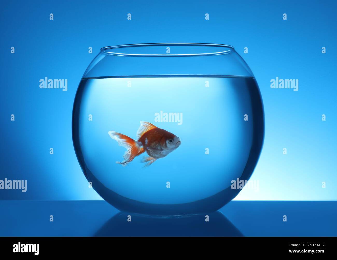Curated visual reference: Beautiful Bright Small Goldfish Swimming In Round Glass Aquarium On Photo Inspiration