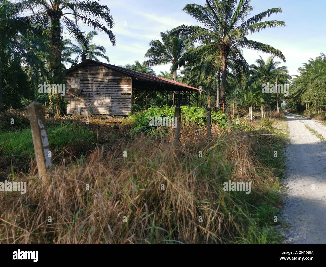 old shed at the bushy field at the agriculture land Stock Photo - Alamy