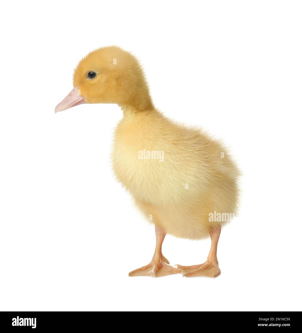 Cute fluffy gosling on white background. Farm animal Stock Photo