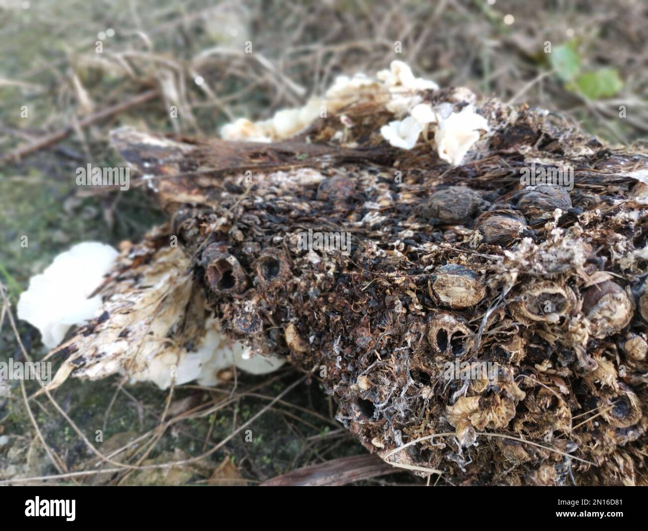 the tiny wild funnel fan-shaped mushrooms sprouting from the decaying cluster of oil palm fruit. Stock Photo