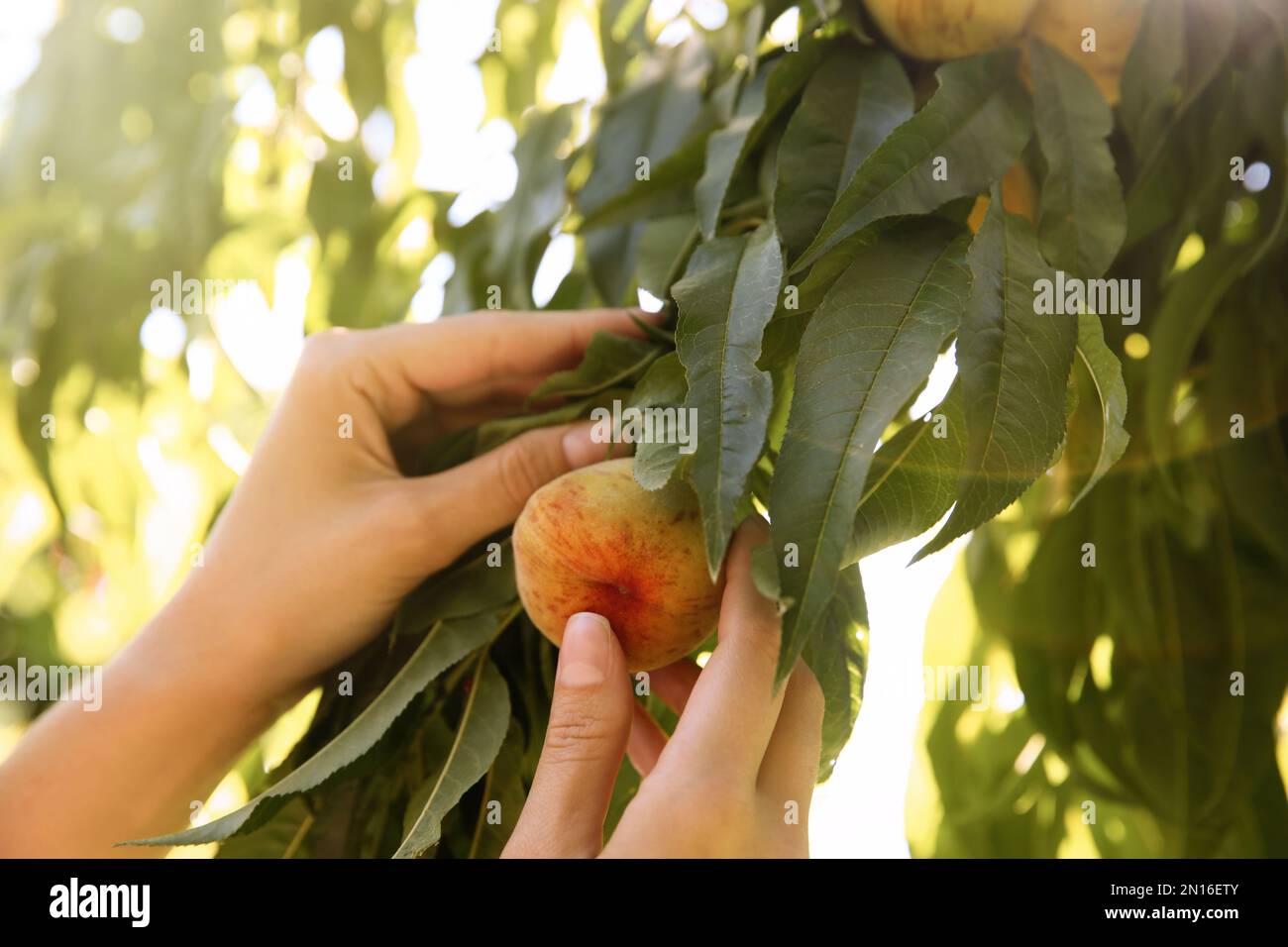 Yard Ripper Peach Woman picking ripe peach from tree outdoors, closeup Stock Photo - Alamy