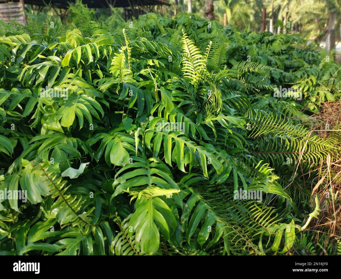 meadow fulls of leafy green Monstera deliciosa plant Stock Photo Alamy