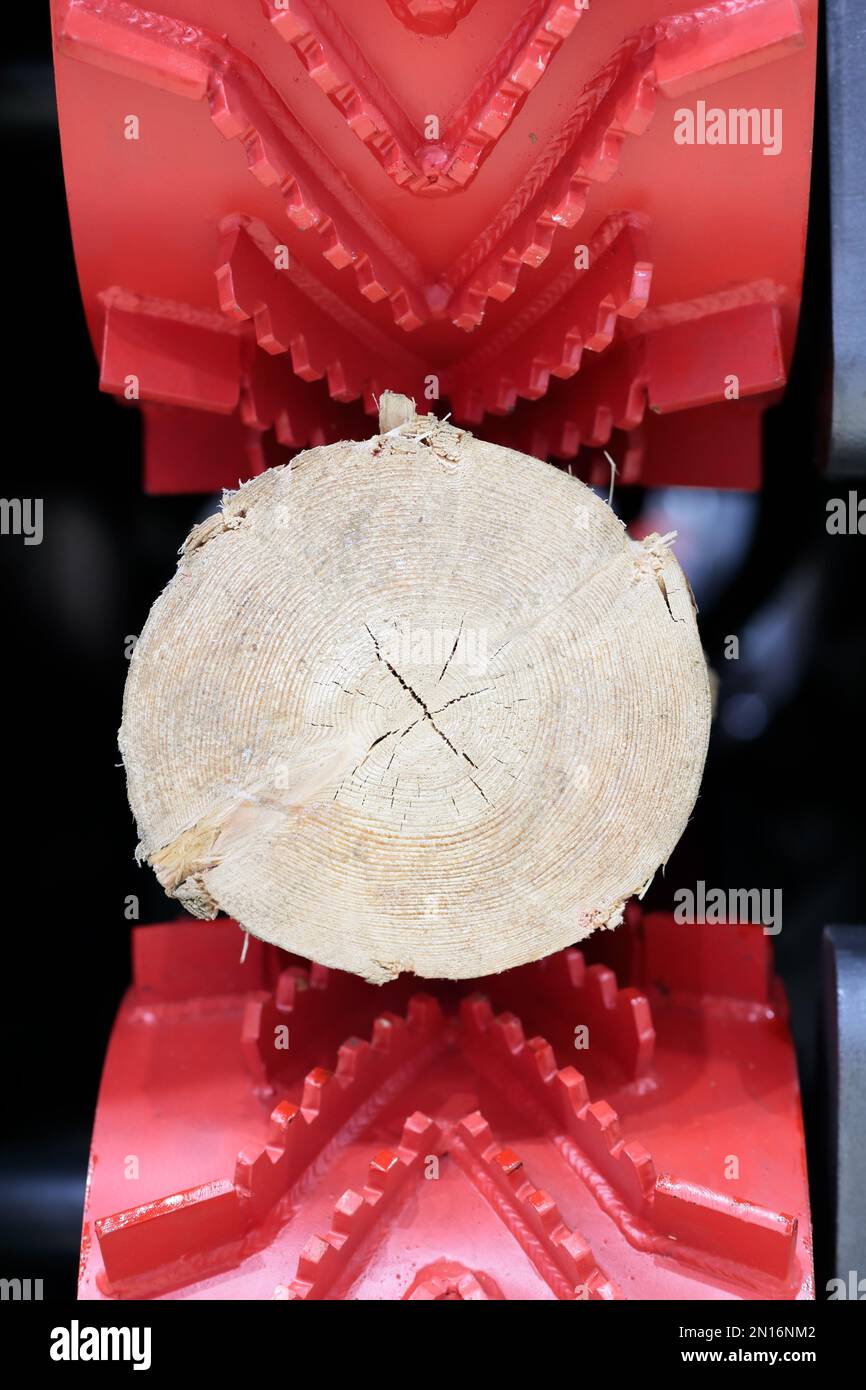 Wood log in feed rolls of debarking machine. Selective focus. Stock Photo