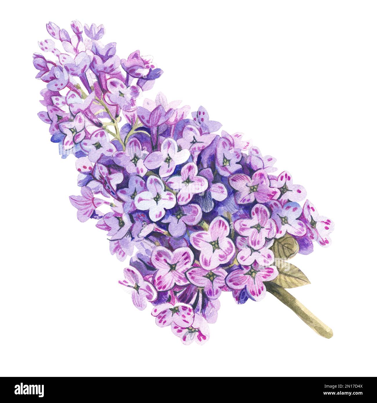 Lilac branch on a white background. Watercolor illustration Stock Photo ...