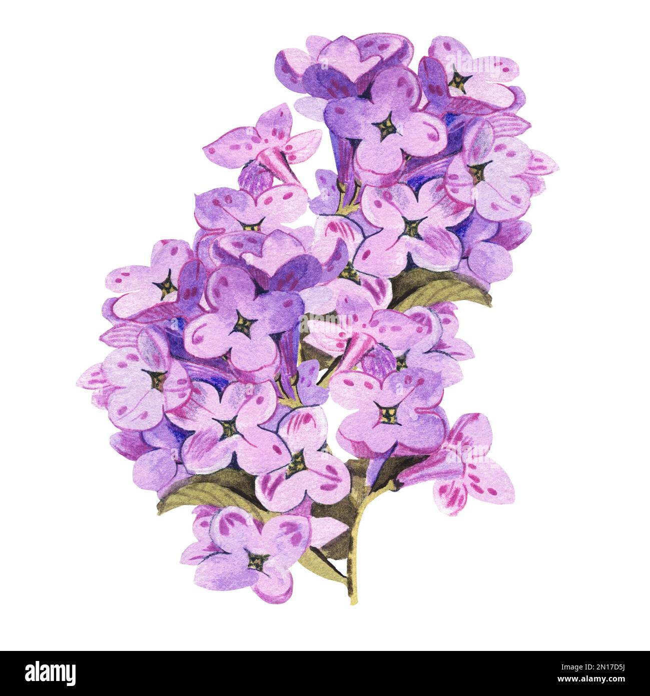 Lilac branch on a white background. Watercolor illustration Stock Photo ...