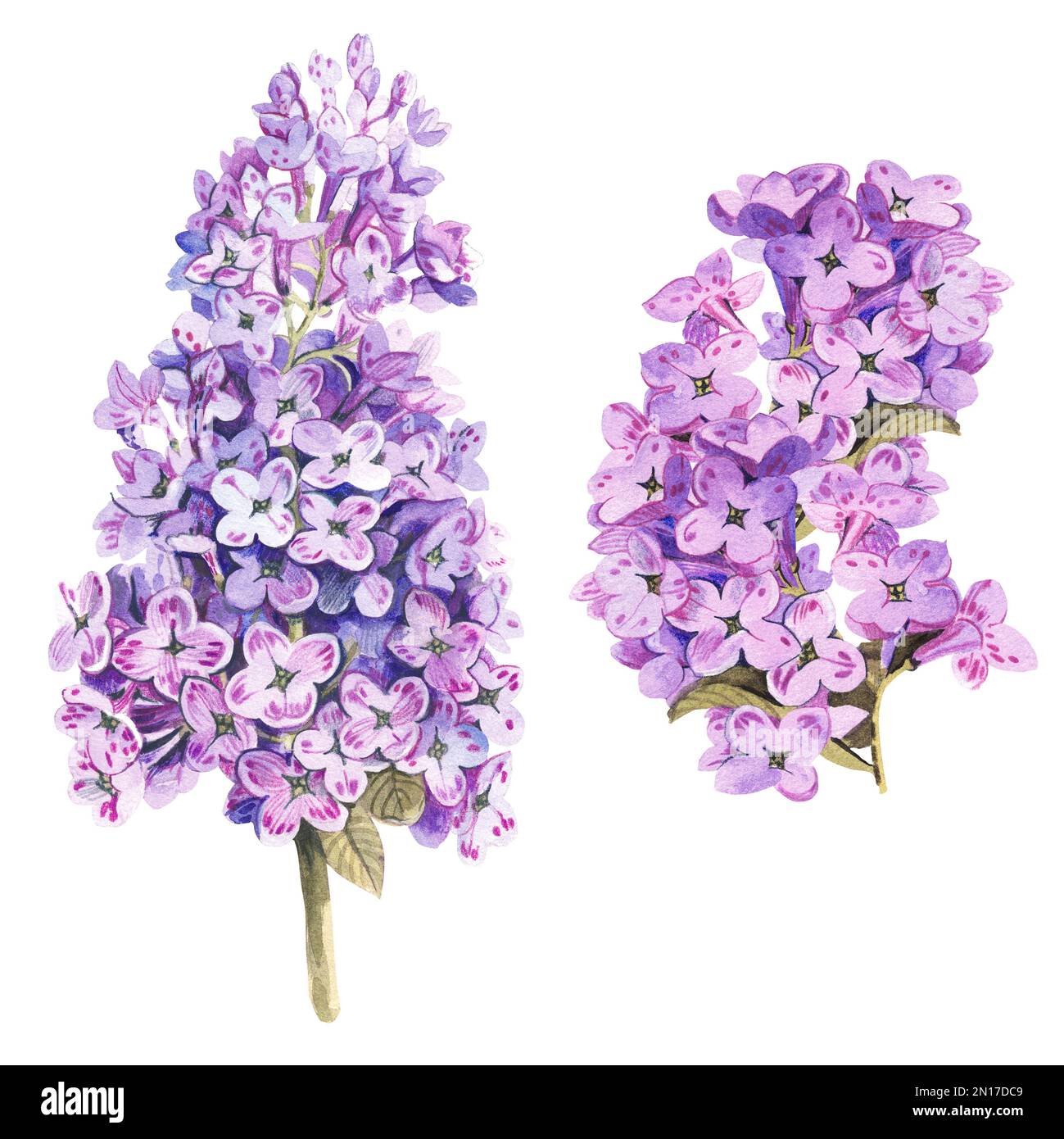 Two branches of lilac on a white background. Watercolor illustration ...